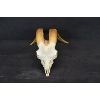 Image 1 : Goat Skull