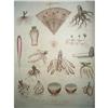 Image 1 : Antique hand coloured botanical print #2327124