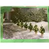 Image 3 : *NEW*  6 Count Tree Path Lights