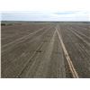 Image 4 : 160 +/- Acres of Irrigated Crop Land