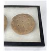 Image 3 : 1880s Naval Hard Tack Biscuits