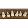 Image 4 : Lot of Montana Bull Elk Teeth