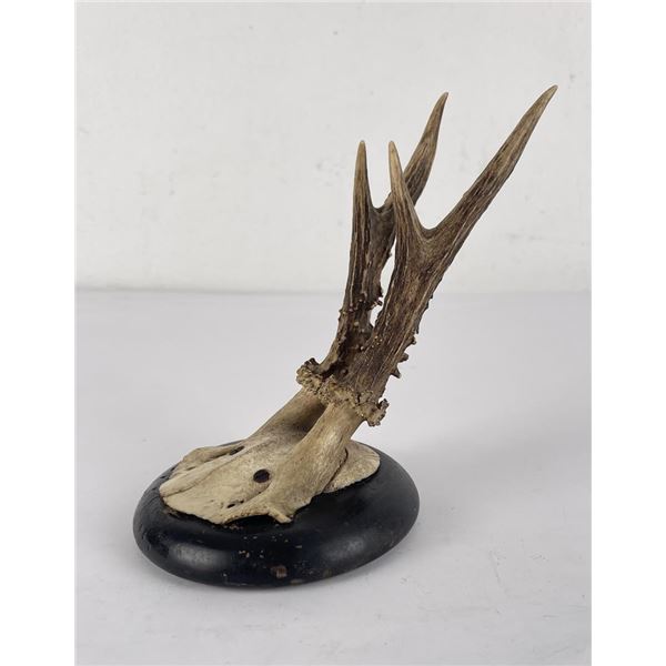 German Black Forest Roe Deer Taxidermy Mount