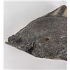 Image 2 : Alaskan Taxidermy Flounder Halibut Fish Mount