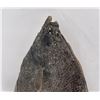 Image 8 : Alaskan Taxidermy Flounder Halibut Fish Mount