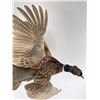 Image 10 : Montana Taxidermy Pheasant Mount
