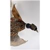Image 11 : Montana Taxidermy Pheasant Mount