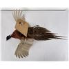 Image 12 : Montana Taxidermy Pheasant Mount