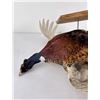Image 13 : Montana Taxidermy Pheasant Mount
