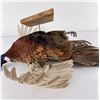 Image 14 : Montana Taxidermy Pheasant Mount