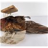 Image 15 : Montana Taxidermy Pheasant Mount