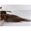 Image 16 : Montana Taxidermy Pheasant Mount