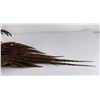 Image 17 : Montana Taxidermy Pheasant Mount