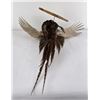 Image 18 : Montana Taxidermy Pheasant Mount