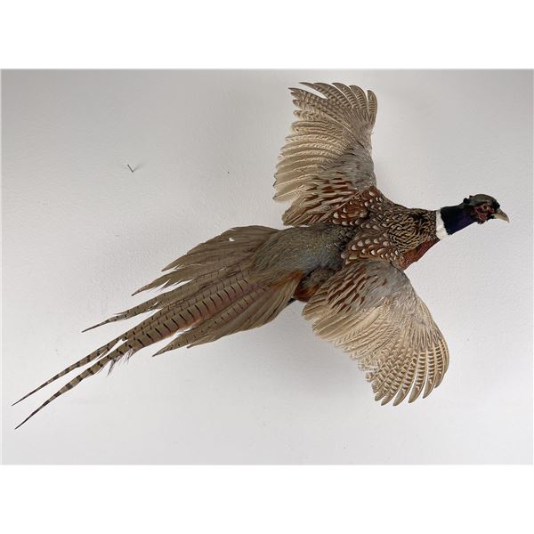 Montana Taxidermy Pheasant Mount