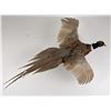 Image 1 : Montana Taxidermy Pheasant Mount