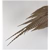 Image 2 : Montana Taxidermy Pheasant Mount
