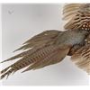 Image 3 : Montana Taxidermy Pheasant Mount