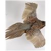 Image 4 : Montana Taxidermy Pheasant Mount