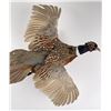 Image 5 : Montana Taxidermy Pheasant Mount
