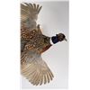 Image 6 : Montana Taxidermy Pheasant Mount