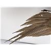 Image 7 : Montana Taxidermy Pheasant Mount