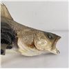 Image 13 : Large Montana Taxidermy Walleye Fish Mount