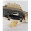 Image 14 : Large Montana Taxidermy Walleye Fish Mount