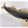 Image 16 : Large Montana Taxidermy Walleye Fish Mount