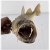 Image 17 : Large Montana Taxidermy Walleye Fish Mount
