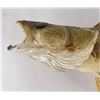 Image 2 : Large Montana Taxidermy Walleye Fish Mount