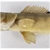 Image 3 : Large Montana Taxidermy Walleye Fish Mount