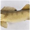 Image 4 : Large Montana Taxidermy Walleye Fish Mount