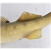 Image 5 : Large Montana Taxidermy Walleye Fish Mount