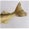 Image 6 : Large Montana Taxidermy Walleye Fish Mount