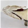 Image 8 : Large Montana Taxidermy Walleye Fish Mount