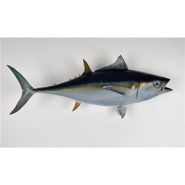 Yellowfin Tuna Taxidermy Mount