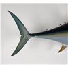 Image 2 : Yellowfin Tuna Taxidermy Mount