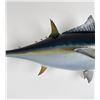 Image 3 : Yellowfin Tuna Taxidermy Mount