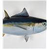 Image 4 : Yellowfin Tuna Taxidermy Mount