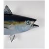 Image 5 : Yellowfin Tuna Taxidermy Mount