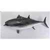 Image 8 : Yellowfin Tuna Taxidermy Mount