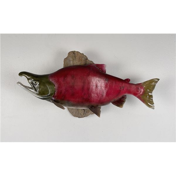 Large Taxidermy Sockeye Salmon Fish Mount