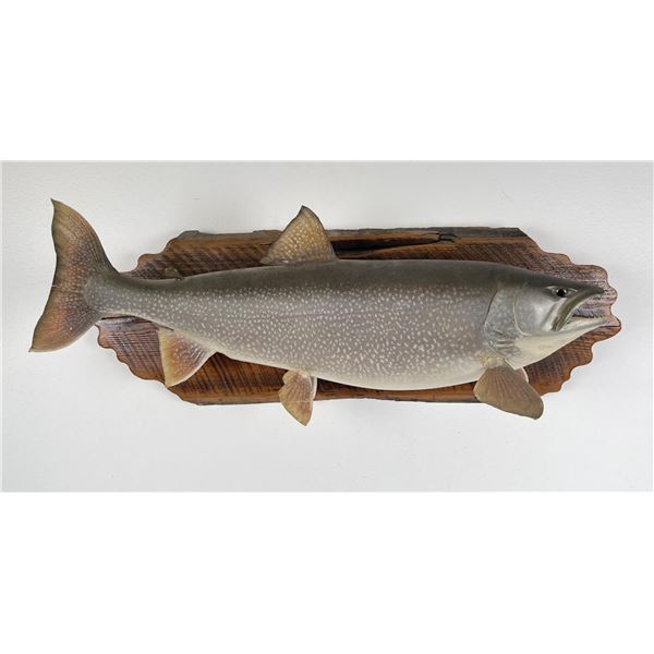 Montana Taxidermy Lake Trout Fish Mount