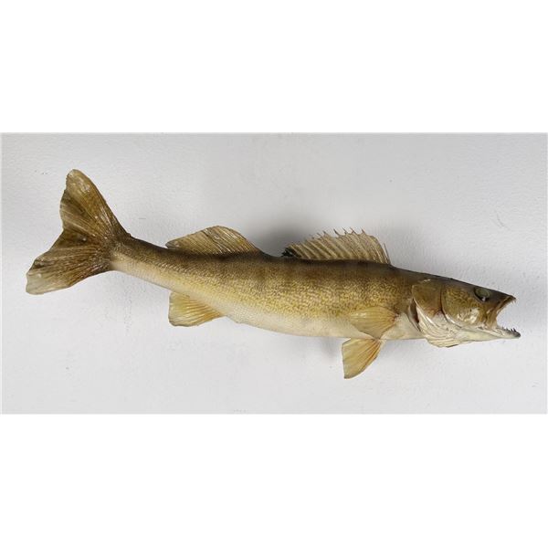 Large Montana Taxidermy Walleye Fish Mount