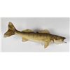 Image 1 : Large Montana Taxidermy Walleye Fish Mount