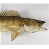 Image 2 : Large Montana Taxidermy Walleye Fish Mount