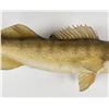 Image 3 : Large Montana Taxidermy Walleye Fish Mount