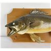 Image 2 : Ken Hawkins Taxidermy Walleye Fish Mount