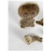 Image 2 : Lot of Alaskan Souvenir Fur Seals